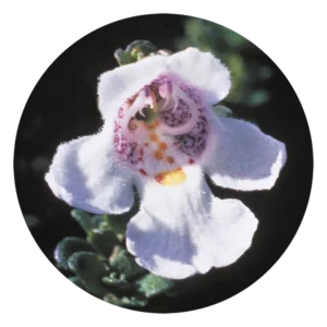 アルパイン ミント ブッシュ Alpine Mint Bush (15ml)