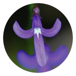 エンジェルソード Angelsword (15ml)