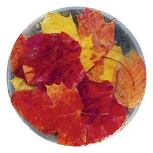 オータム リーブズ Autumn Leaves (15ml)