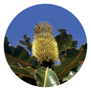 バンクシア ロバー Banksia Robur (15ml)