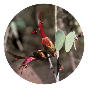 ボウヒニア Bauhinia (15ml)