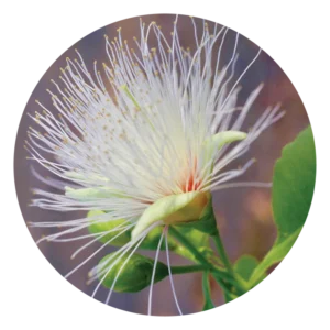 ビリー ゴウト プラム Billy Goat Plum (15ml)