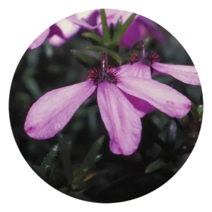 ブラック アイド スーザン Black-eyed Susan (15ml)