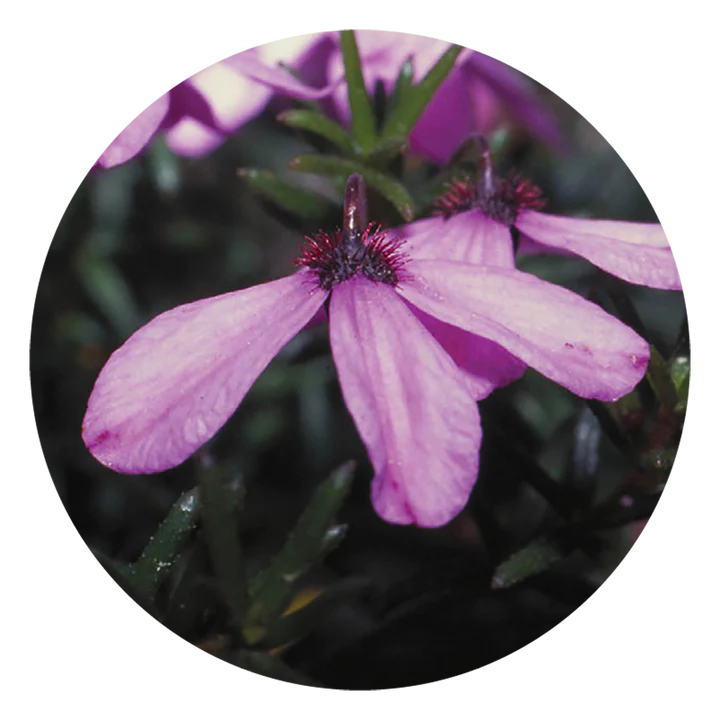 ブラック アイド スーザン Black-eyed Susan (15ml)