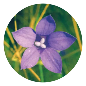 ブルーベル Bluebell (15ml)