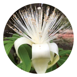 ボアブ Boab (15ml)