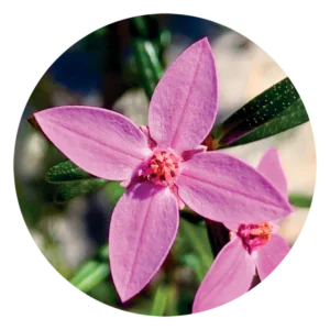 ボロニア Boronia (15ml)