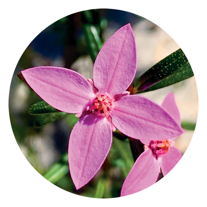 ボロニア Boronia (15ml)