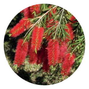 ボトルブラシ Bottlebrush (15ml)