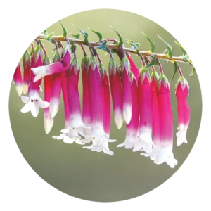 ブッシュ フューシャ Bush Fuchsia (15ml)