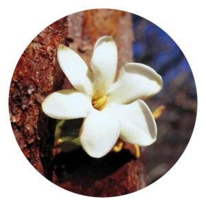 ブッシュ ガーデニア Bush Gardenia (15ml)