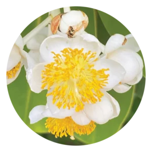 カロフィラム Calophyllum (15ml)