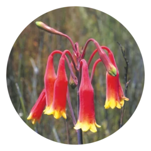 クリスマス ベル Christmas Bell (15ml)