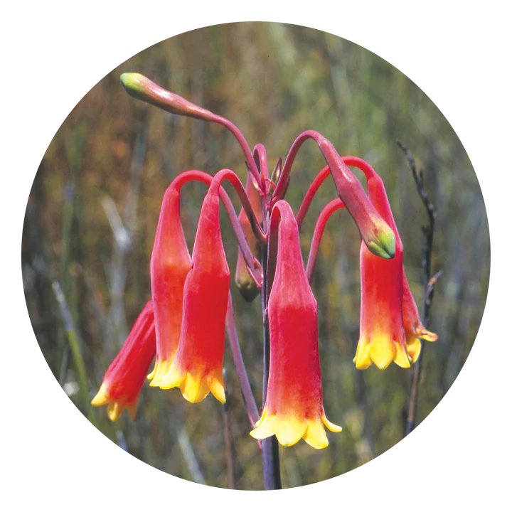 クリスマス ベル Christmas Bell (15ml)