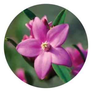 クロウェア Crowea (15ml)