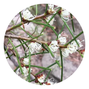 ダガー ハキア Dagger Hakea (15ml)