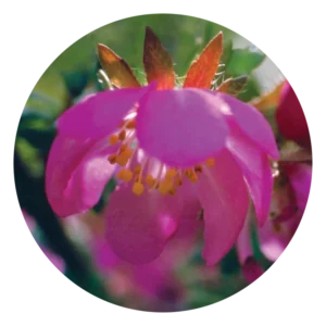 ドッグ ローズ Dog Rose (15ml)