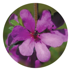 ドッグ ローズ オブ ザ ワイルド フォーシズ Dog Rose of the Wild Forces (15ml)