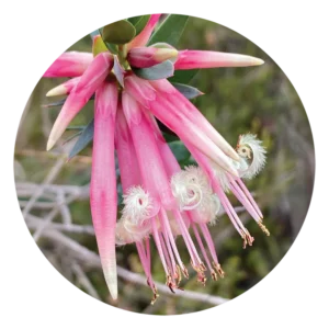 ファイブ コーナーズ Five Corners (15ml)