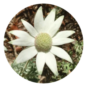 フランネル フラワー Flannel Flower (15ml)