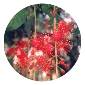 フレッシュウォーター マングローブ Freshwater Mangrove (15ml)