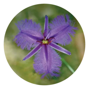 フリンジド ヴァイオレット Fringed Violet (15ml)