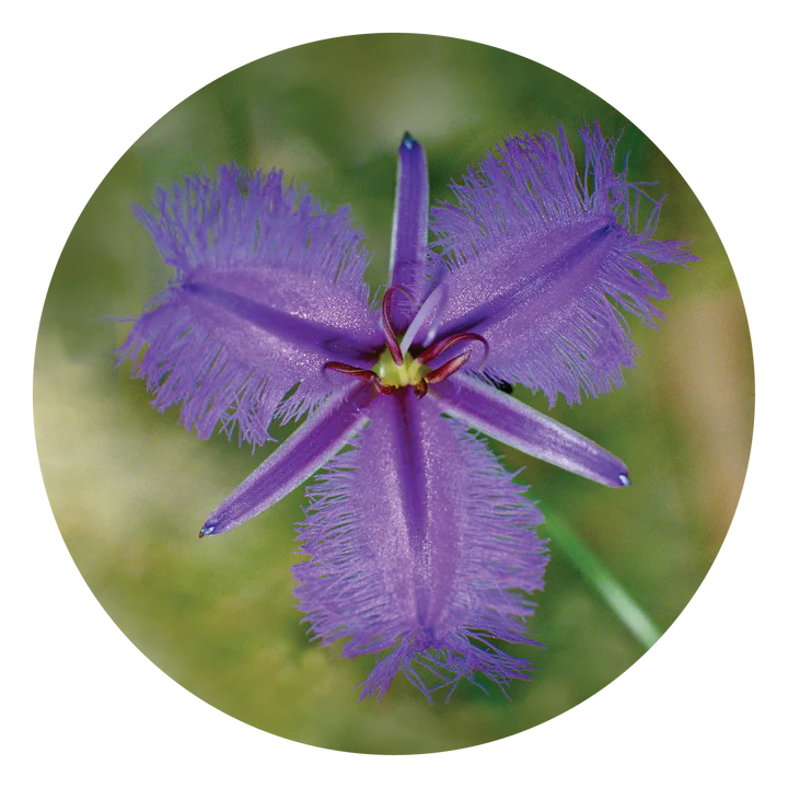 フリンジド ヴァイオレット Fringed Violet (15ml)