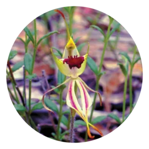 グリーン スパイダー オーキッド Green Spider Orchid (15ml)