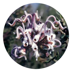 グレイ スパイダー フラワー Grey Spider Flower (15ml)