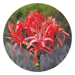 ガイミア リリー Gymea Lily (15ml)