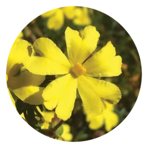 ハイバーシア Hibbertia (15ml)