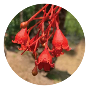 イラワラ フレーム ツリー Illawarra Flame Tree (15ml)