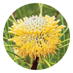 アイソポゴン Isopogon (15ml)