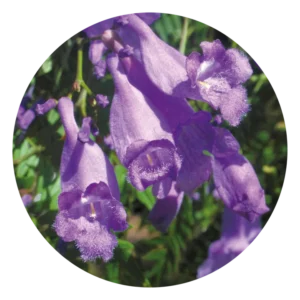 ジャカランダ Jacaranda (15ml)