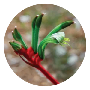 カンガルー ポー Kangaroo Paw (15ml)