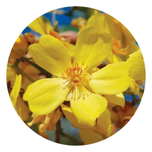 ケイポック ブッシュ Kapok Bush (15ml)