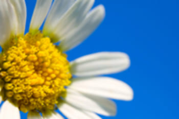 フラワーエッセンスとは？