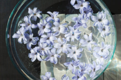 Pure Essences - Flower Essences