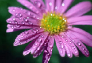 Pure Essences - Flower Essences