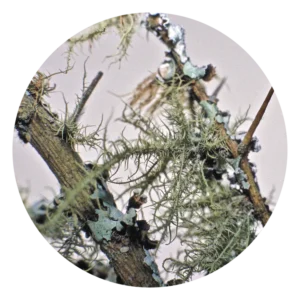 ライケン Lichen (15ml)