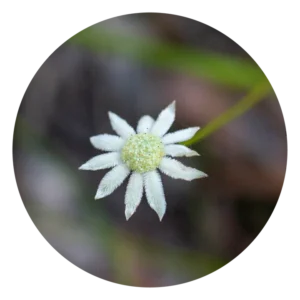 リトル フランネル フラワー Little Flannel Flower (15ml)