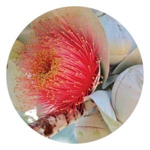 マクロカーパ Macrocarpa (15ml)