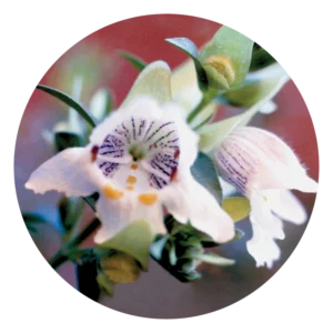 ミント ブッシュ Mint Bush (15ml)