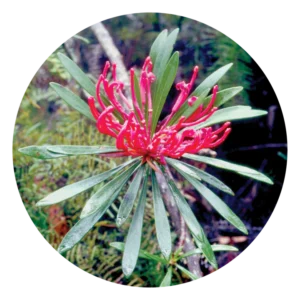 モンガ ワラタ Monga Waratah (15ml)