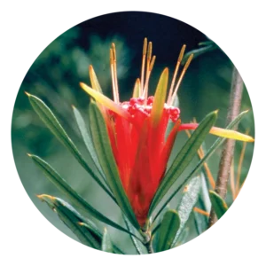 マウンテン デビル Mountain Devil (15ml)