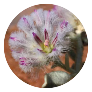 ムラ ムラ Mulla Mulla (15ml)