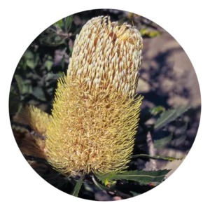 オールド マン バンクシア Old Man Banksia (15ml)