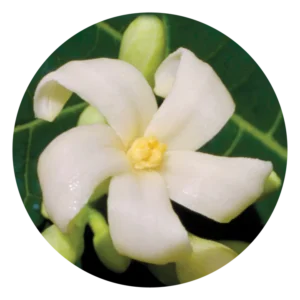 ポー ポー Paw Paw (15ml)