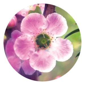 ピーチ フラワード ティーツリー Peach-flowered Tea-tree (15ml)