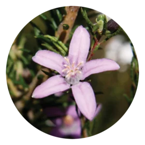 フィロセカ Philotheca (15ml)